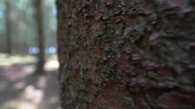 Hurtgenwald, 2. Dünya Savaşı, 2. Dünya Savaşı, muharebe alanı. Görünüm açılıyor.