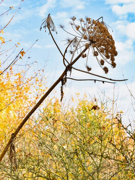 Hogweed Gigante Flor Seca Velha Com Sementes Heracleum Sphondylium Veneno — Fotografia de Stock