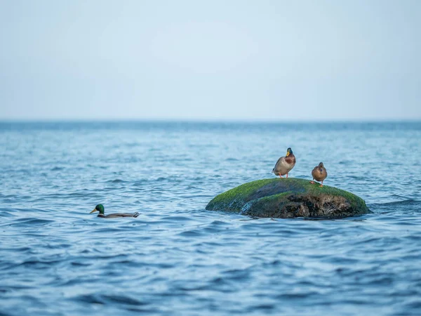 Entenpärchen Bleiben Auf Bemoosten Felsbrocken Der Steinigen Ostseeküste Entenschwimmen — Stockfoto