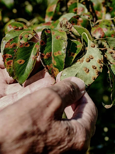 Armut yaprağı gymnosporangium sabinae pas ve Septoria Leaf Spot Septoria aegopodii ile enfekte olmuş. Bahçıvan adam el ele tutuşur. 