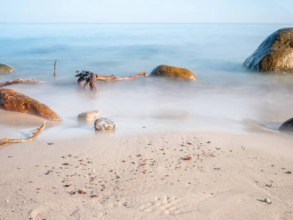 stock image Lonely tree on empty stony coastline of Kap Atkona. Trunk with broken branches, naked roots on beach. Baltic Sea coast