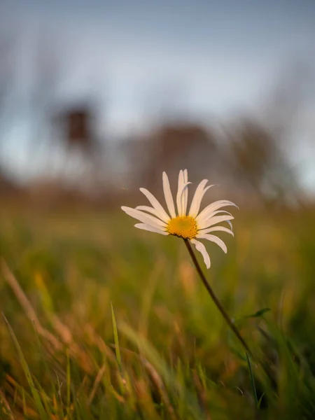Fleurs Marguerite Toile Araignée Soleil Couchant Incroyable Fleur Sauvage Blanche — Photo