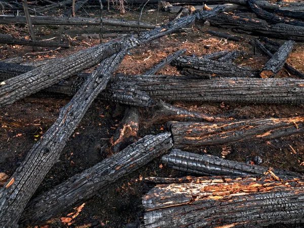 Fallen Trees Burnt Out Coals Fire Forest Charred Tree Trunks — Stock Photo, Image