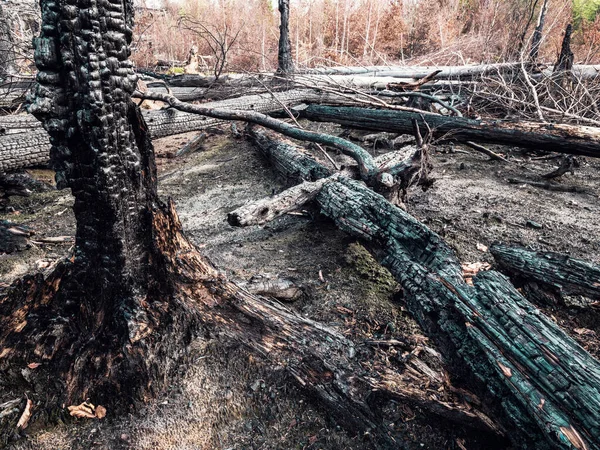 Μεγάλη Φυσική Τραγωδία Καμένα Δάση Στην Πρώτη Ζώνη Του Εθνικού — Φωτογραφία Αρχείου
