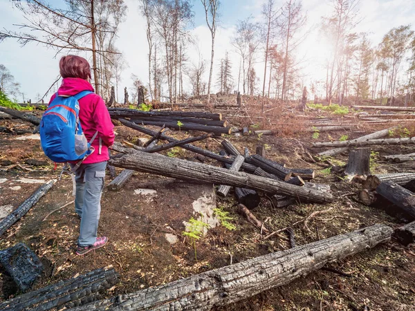 Γυναίκα Ανακαλύψει Μεγάλα Καμένα Δέντρα Στη Φωτιά Athrensko Τσεχία Ελβετία — Φωτογραφία Αρχείου