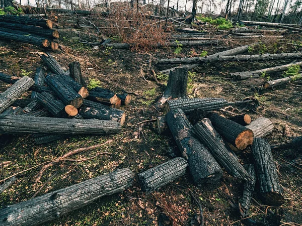 Πυροσβέστες Έκοψαν Δέντρα Για Πολεμήσουν Φωτιά Πιο Αποτελεσματικά Μεγάλη Τραγωδία — Φωτογραφία Αρχείου