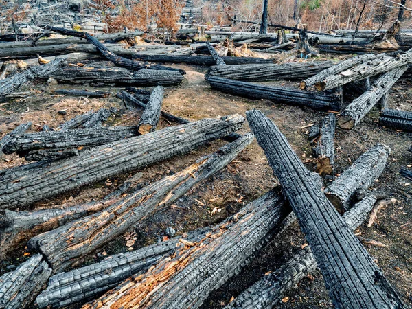Firefighters Cut Trees Fight Fire More Effectively Burnt Forest First — Stock Photo, Image