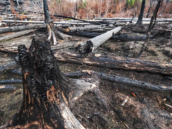 The burnt forest above Hrensko town. The burnt out hollow of  tree trunk lying on burnt needles in death forest