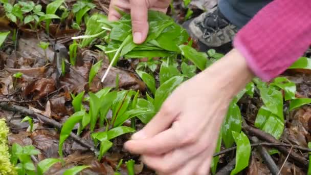 在春天的森林里 雌性手撕裂湿湿的野熊大蒜叶子 自然是白天 — 图库视频影像