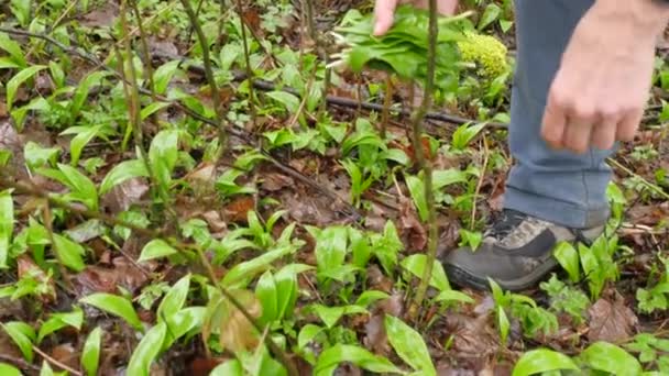 Girl Picking Bunch Bear Garlic Leaves Allium Ursinum Harvesting Leaves — Stock Video
