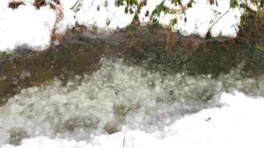 Bahar deresi eriyen karların arasında ormanda akıyor. Damlalar küçük havuza düşüyor.