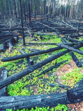 Yanmış ağaç gövdesi ile devrilmiş ağaçlar arasında taze yeşil bir hayat doğdu.. 