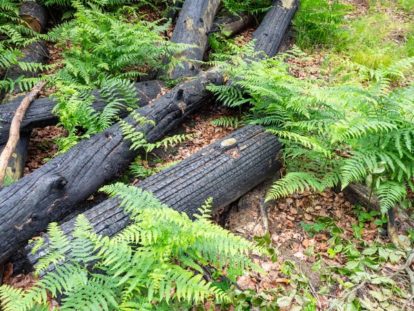 Les Požární Katastrofě Spálené Stromy Leží Sobě Kolem Rostou Ďábelsky — Stock fotografie