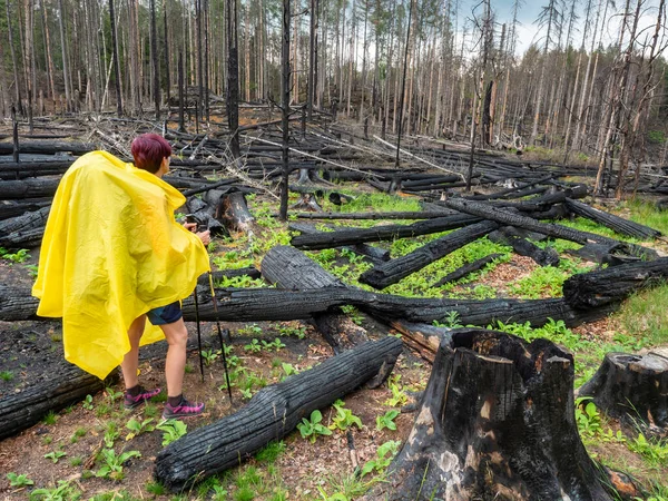 Γυναίκα Κίτρινο Αδιάβροχο Επισκέφτηκε Δάσος Μετά Φωτιά Βρέχει Ελαφρά Καμένα — Φωτογραφία Αρχείου