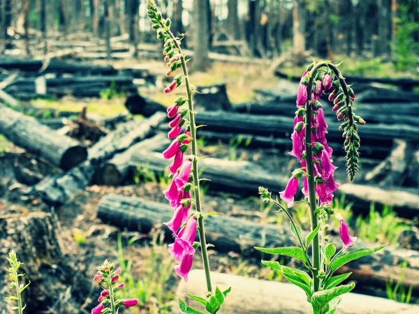 Purple foxglove blooms above burnt trees in a burnt forest. Burnt forest in the first zone of the national park Bohemia Switzerland, Czechia.