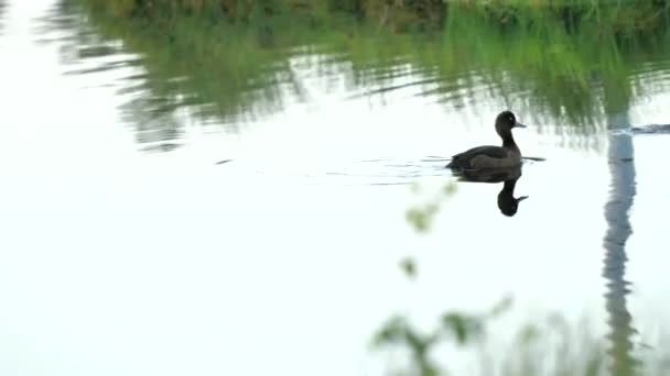 Mallard Feminino Juvenil Flutuando Lago Pantanoso Procura Bebê — Vídeo de Stock