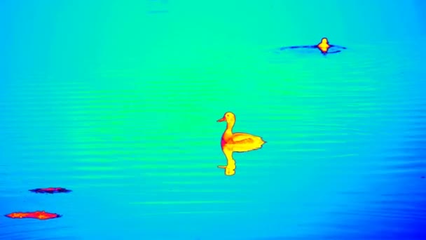 Pato Fêmea Flutuando Lago Pantanoso Procura Bebê Registro Câmera Térmica — Vídeo de Stock
