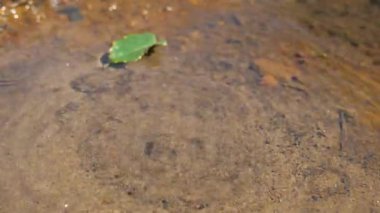 Su halkaları, kum taneleri ve kapalı madenin maden suyundaki yapraklar. Su kaynakları, demir çamurları ve paslı kumlar... Dawna Kopalnia Babina, Polonya 'da renkli göller