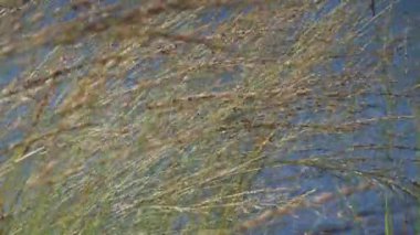 Sıcak yaz öğleden sonrasının tembel rüzgârında uzun çimen sapları titriyor. Dawna Kopalnia Babina, Polonya 'da renkli göller