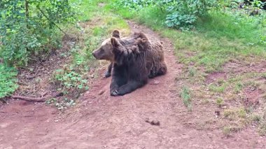 Çok yaşlı kahverengi ayı kayalık bir duvarda devrilmiş bir ağaç gövdesinde dinleniyor..