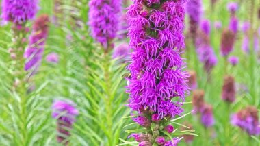 Bazı böceklerle çiçek açan parlak yıldız ya da gay tüyü (liactris spicata)