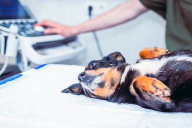 Melez köpek veteriner kliniğinde muayene masasında yatıyor. Yakın plan..