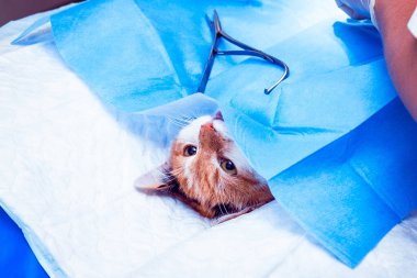 Veteriner kliniğinde ameliyat sırasında kedi ameliyat masasında. Veteriner ameliyatında kedi, kedi üzerinde veteriner kısırlaştırma operasyonu. Kapatma. Veterinerlik konsepti..