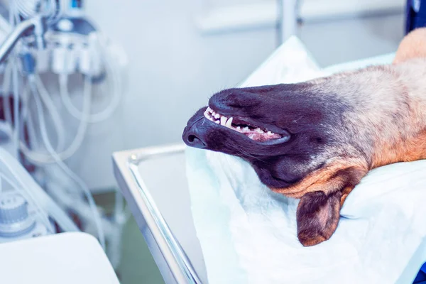Dog under the anesthesia waiting surgery act in a vet clinic, veterinary concept.An anesthetized dog does not feel pain during the operation.Closeup.
