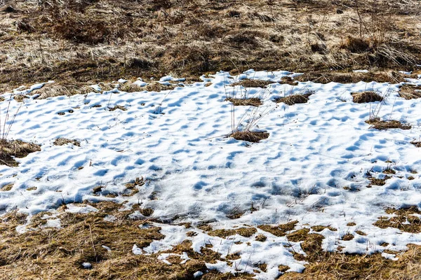 Imagen Conceptual Sobre Brotes Spring Grass Debajo Nieve Que Derrite — Foto de Stock