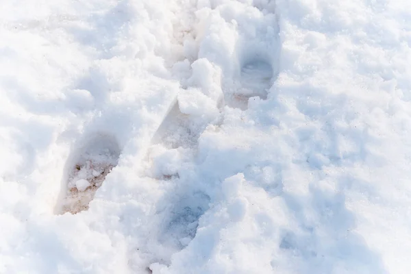 Voetafdrukken Witte Sneeuw Buiten Menselijke Voetafdrukken Sneeuw Onder Zonlicht Van — Stockfoto