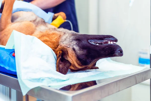 An anesthetized dog does not feel pain during the operation.Dog under the anesthesia waiting surgery act in a vet clinic, veterinary concept.Closeup.