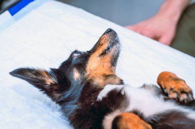 Melez köpek veteriner kliniğinde muayene masasında yatıyor. Yakın plan..