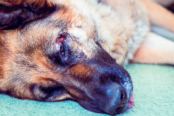 A Lying dog German shepherd with injured,wounded in the head.Wounded pet veterinary concept.Closeup.