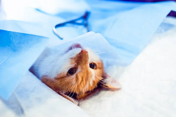 แมวในการผ ตวแพทย การผ าเช อโรคในแมว แมวบนโต ดระหว างการผ ดในคล ตวแพทย — ภาพถ่ายสต็อก