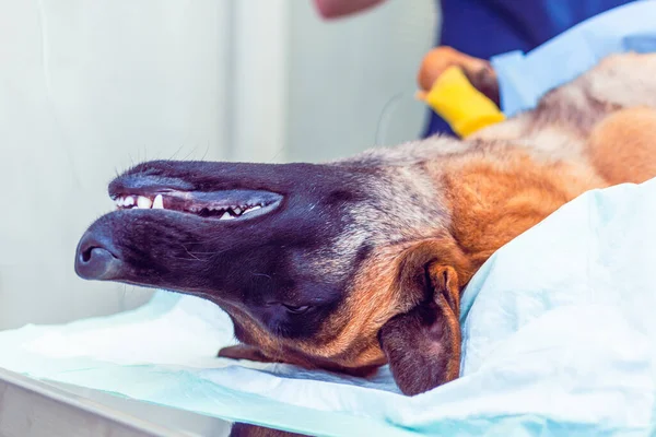 Dog under the anesthesia waiting surgery act in a vet clinic, veterinary concept.An anesthetized dog does not feel pain during the operation.Closeup.