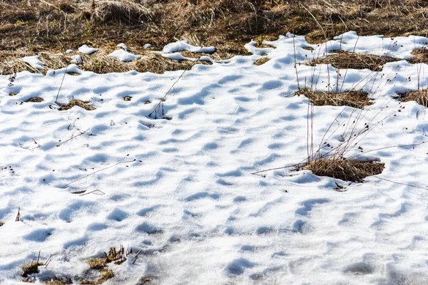 Konceptualny Obraz Spring Grass Kiełkuje Spod Śniegu Który Topi Się — Zdjęcie stockowe
