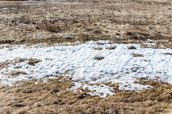 Konzeptbild Über Spring Grass Sprießt Unter Dem Schnee Der Frühling — Stockfoto