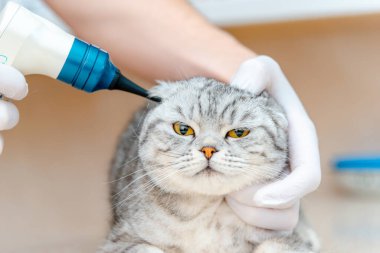 Veteriner doktor veteriner kliniğinde otoskopla kedinin kulaklarını kontrol ediyor. Evcil hayvan sağlığına. Hayvan bakımı. Hayvan bakımı. Veteriner stajyer klinikte kulaklarını kontrol ediyor.