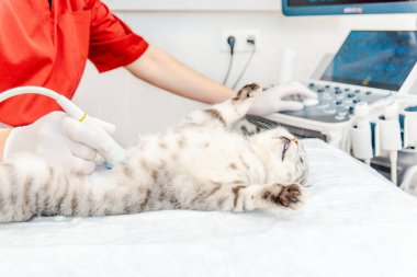 Veteriner kliniğinde ultrason sırasında küçük gri bir kedi masada yatıyordu. Tıbbi ekipmanlar arka planda görüntüleniyordu..