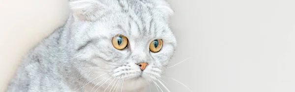 Мила Кішка Ветеринарній Клініці Шотландська Порода Кішки Ветеринарному Офісі Банер — стокове фото