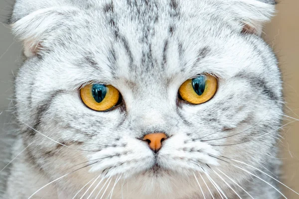 Egy Aranyos Bolyhos Szürke Szép Macska Skót Fold Tenyésztett Closeup — Stock Fotó