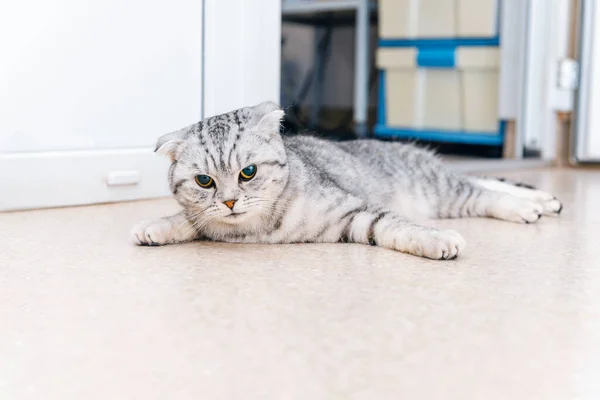 A cat lying down on the floor at veterinarian office.The Scottish breed cat is waiting for the operation to start, he is under anesthesia.Copy space.