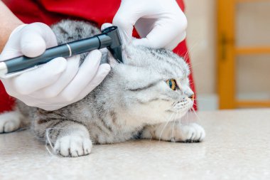 Evcil hayvan sağlığına. Hayvan bakımı. Veteriner doktor veteriner kliniğinde otoskopla kedinin kulaklarını kontrol ediyor. Veteriner stajyer doktor klinikte kulaklarını kontrol ediyor..