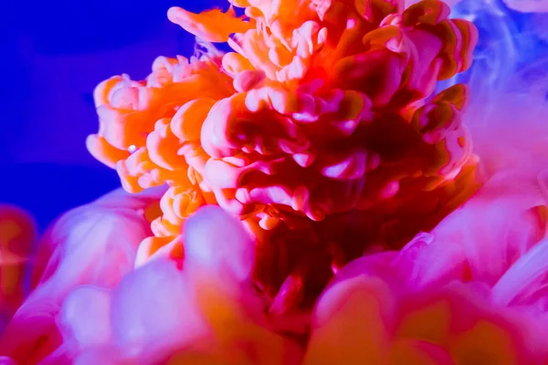 Explosion Couleur Goutte Fluides Eau Peinture Gros Plan Orange Rose — Photo