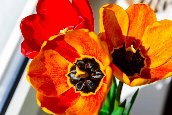 Red Yellow Tulips White Windowsill Closeup — Stock Photo, Image