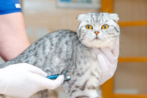 Ветеринар Осматривает Стетоскопом Котенка Ветеринарной Клинике — стоковое фото