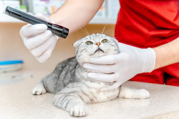 Vet doctor examining pet cat eyes.Cross process.Domestic pet healthcare.