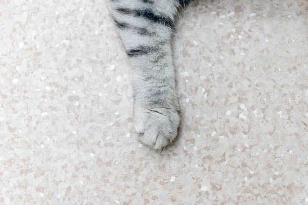 在地板上的猫爪 苏格兰的猫爪在地板上繁殖 室内射精 — 图库照片