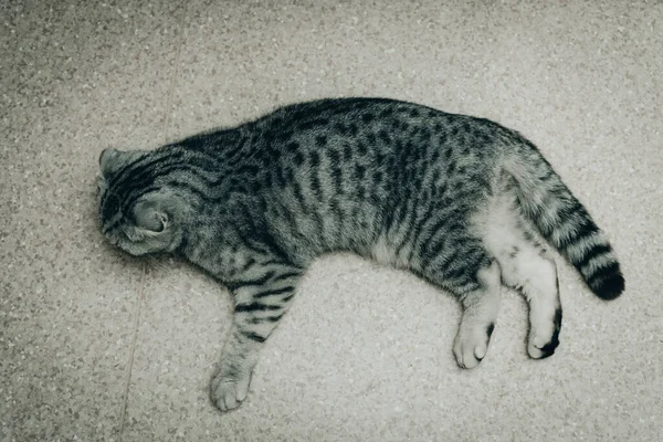 Egy Gyönyörű Halott Macska Feküdt Padlón Egy Fekete Szürke Macska — Stock Fotó