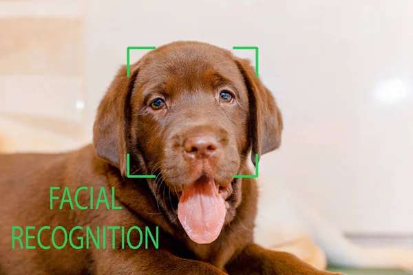 Biometrische Verifikation Gesichtserkennung Braune Labrador Welpen Gesichtserkennung Nahaufnahme — Stockfoto